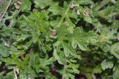 Ratibida peduncularis, photographed by Michelle W. （鍾偉瑋）