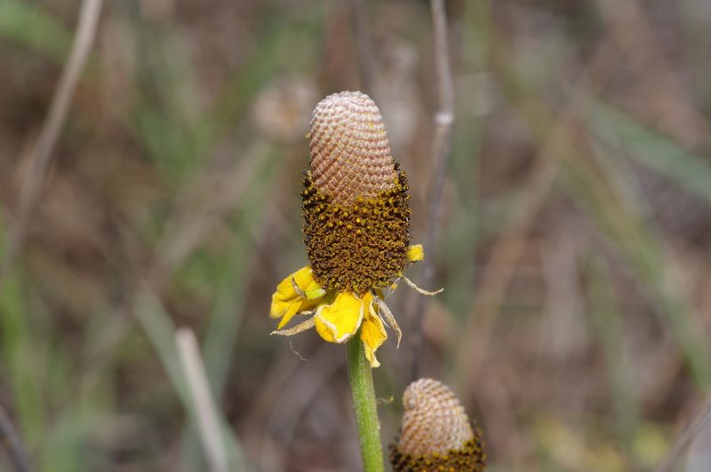 Ratibida peduncularis, photographed by Michelle W. （鍾偉瑋）