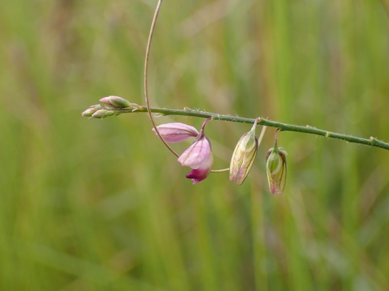 Polygala hottentotta, photographed by Mahomed Desai