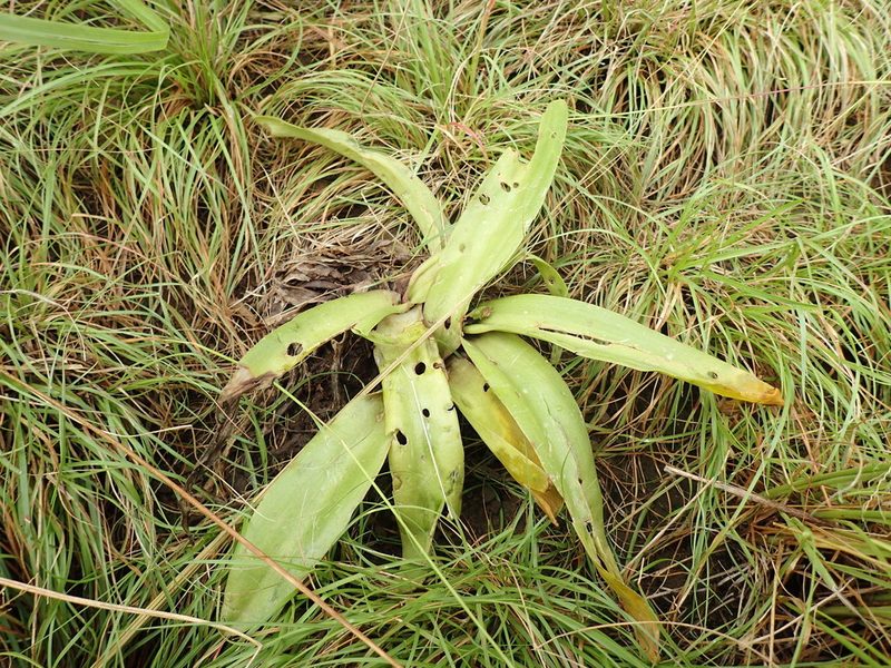Ledebouria asperifolia, photographed by Mahomed Desai