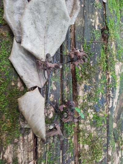 Hovenia dulcis, photographed by Celso Henrique Varela Rios