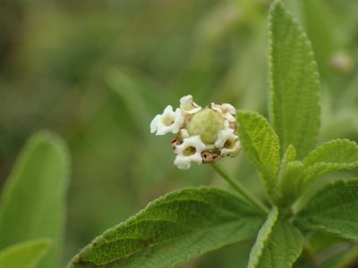 Lippia javanica, photographed by Mahomed Desai