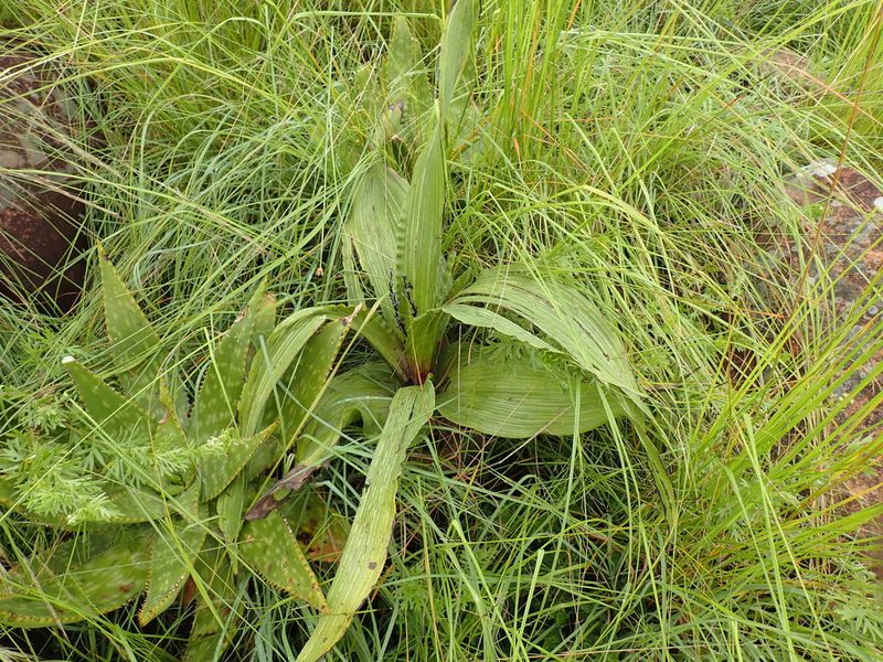 Hypoxis colchicifolia, photographed by Mahomed Desai