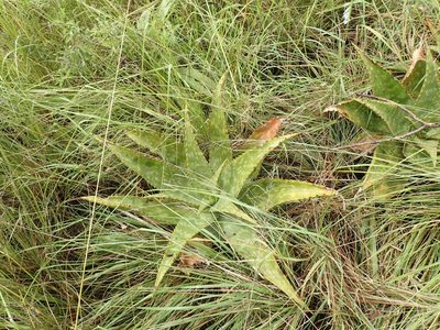 Aloe maculata, photographed by Mahomed Desai