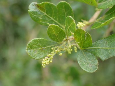 Searsia pentheri, photographed by Mahomed Desai