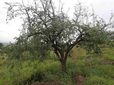 Gymnosporia glaucophylla, photographed by Mahomed Desai