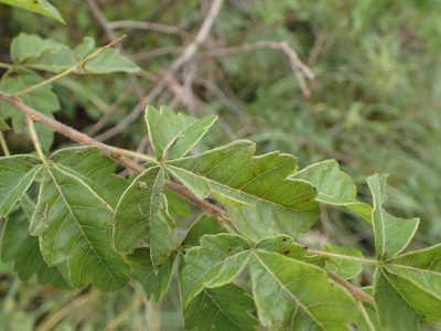 Searsia dentata, photographed by Mahomed Desai