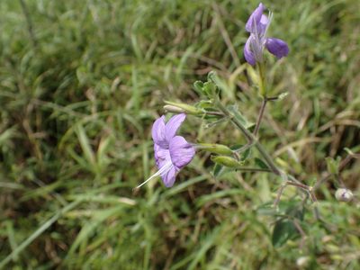 Barleria obtusa, photographed by Mahomed Desai