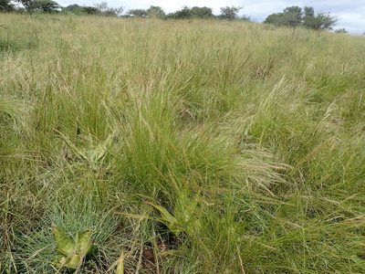 Aristida junciformis, photographed by Mahomed Desai
