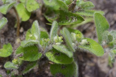 Euphorbia innocua, photographed by Michelle W. （鍾偉瑋）