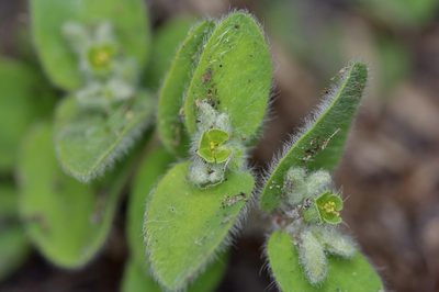 Euphorbia innocua, photographed by Michelle W. （鍾偉瑋）