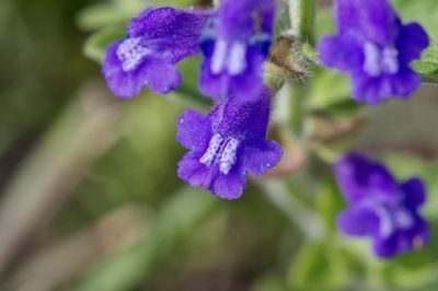 Scutellaria drummondii, photographed by Michelle W. （鍾偉瑋）