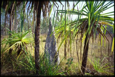Pandanus spiralis, photographed by Tim Johnson