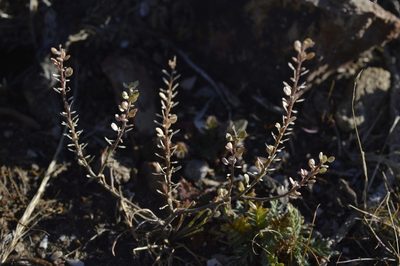 Lepidium densiflorum, photographed by E Santos Ortega