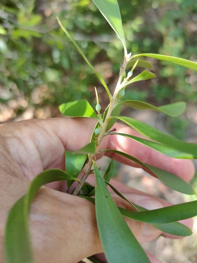 Persoonia amaliae, photographed by Tony van Kampen