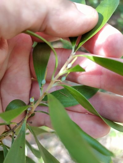 Persoonia amaliae, photographed by Tony van Kampen
