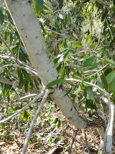 Persoonia amaliae, photographed by Tony van Kampen