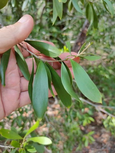 Persoonia amaliae, photographed by Tony van Kampen