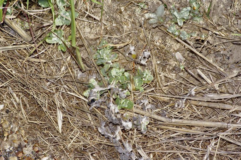 Stemodia lanata, photographed by Michelle W. （鍾偉瑋）