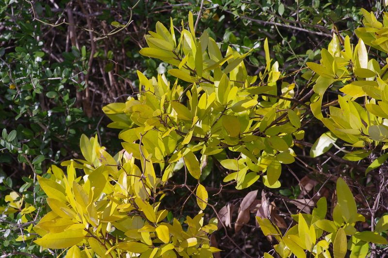 Persea borbonia, photographed by Michelle W. （鍾偉瑋）