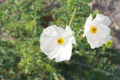 Argemone albiflora, photographed by Michelle W. （鍾偉瑋）