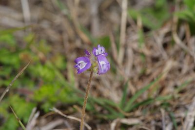 Astragalus nuttallianus, photographed by Michelle W. （鍾偉瑋）