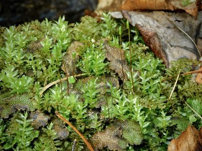 Plagiomnium ciliare, photographed by Michael J. Papay