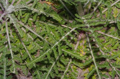 Hymenopappus artemisiifolius, photographed by Michelle W. （鍾偉瑋）