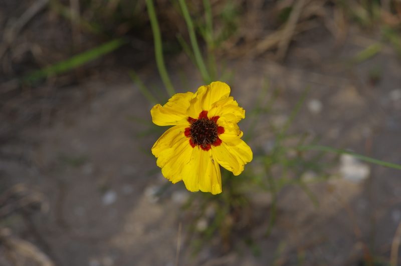 Thelesperma nuecense, photographed by Michelle W. （鍾偉瑋）
