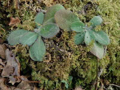 Hieracium gronovii, photographed by Michael J. Papay