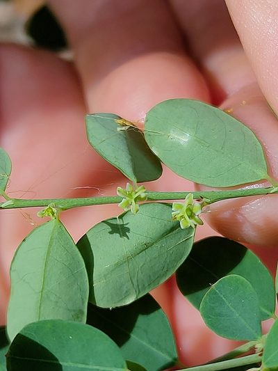Phyllanthus gunnii, photographed by Tony van Kampen