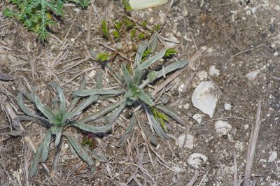 Plantago helleri, photographed by Michelle W. （鍾偉瑋）