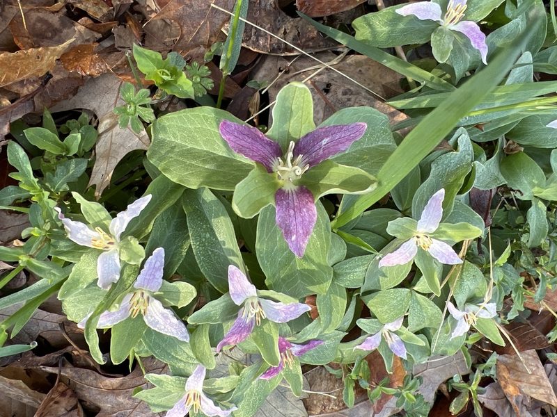 Trillium pusillum, photographed by Laura Mae