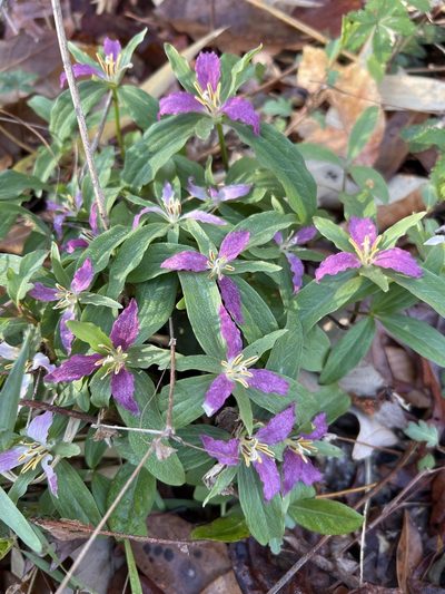 Trillium pusillum, photographed by Laura Mae