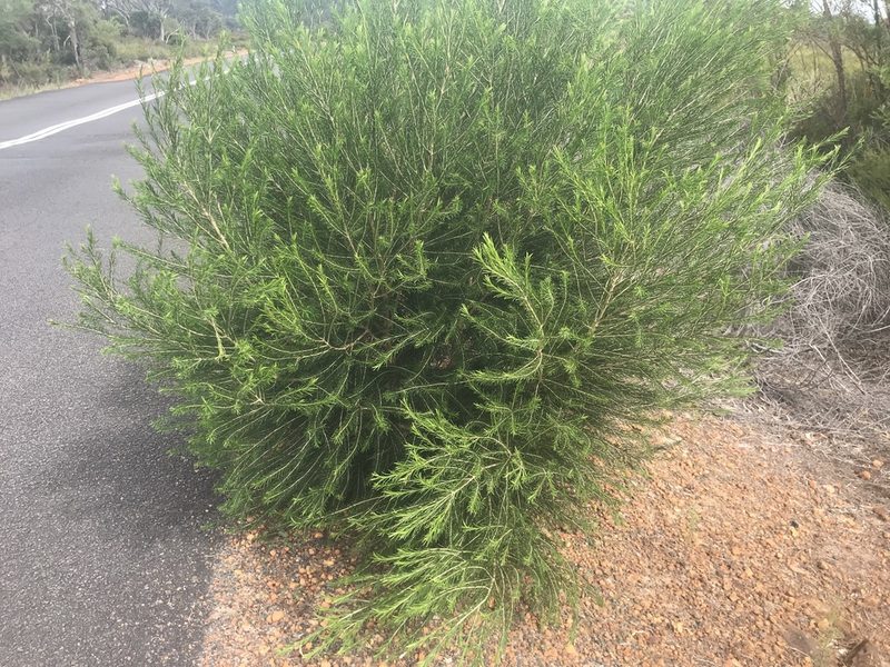 Melaleuca armillaris, photographed by Ann Bentley