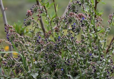 Anchusa undulata, photographed by Paulo Martins