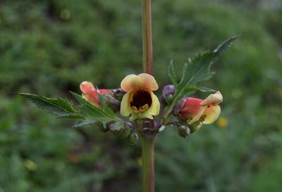 Scrophularia sambucifolia, photographed by Paulo Martins