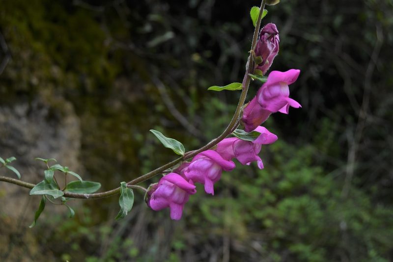Antirrhinum linkianum, photographed by Paulo Martins