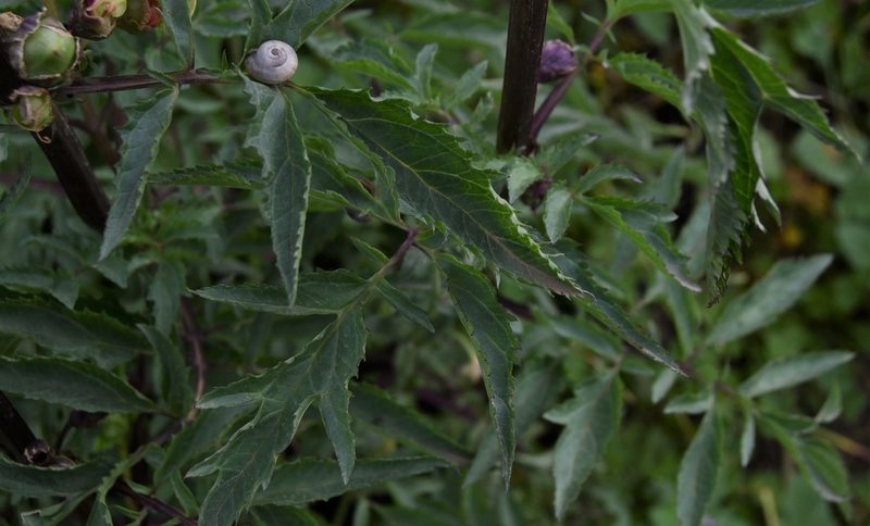 Scrophularia sambucifolia, photographed by Paulo Martins