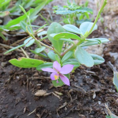 Talinum fruticosum, photographed by Maria Janeiro