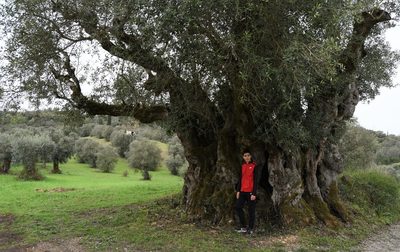 Olea europaea, photographed by Paulo Martins