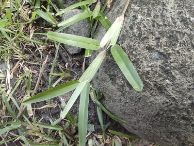 Stenotaphrum dimidiatum, photographed by Augustin Soulard