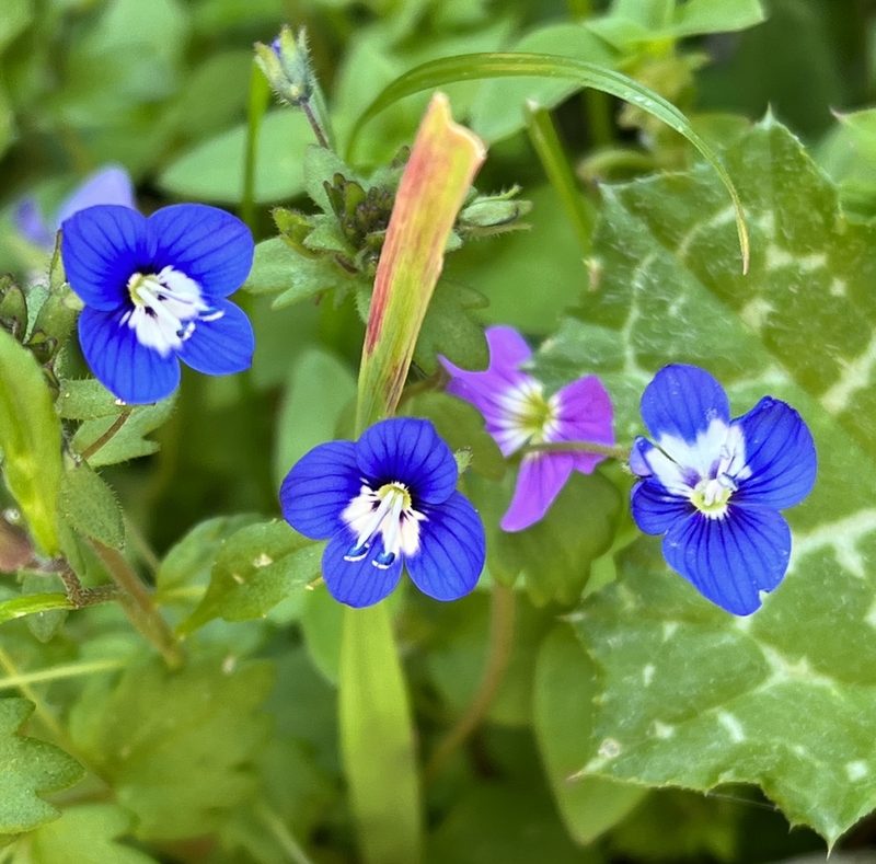 Veronica glauca, photographed by Bob Walker