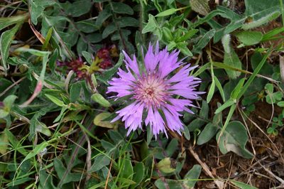 Centaurea pullata, photographed by Paulo Martins