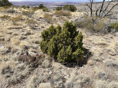 Juniperus monosperma, photographed by CK2AZ
