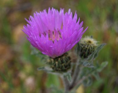 Centaurea pullata, photographed by Paulo Martins