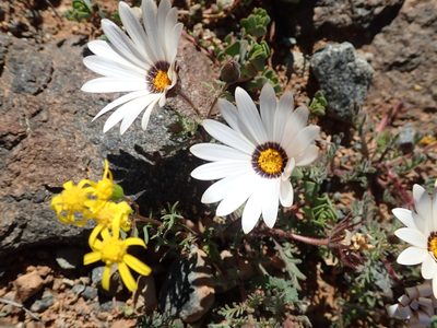 Osteospermum pinnatum, photographed by Peter Warren