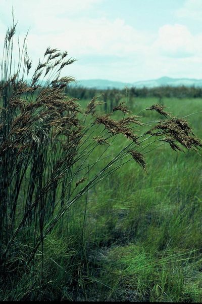 Sporadanthus ferrugineus, photographed by Peter de Lange