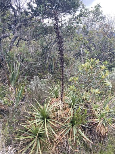 Puya nitida, photographed by julianazuluaga-carrero