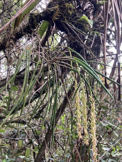 Epidendrum moritzii, photographed by julianazuluaga-carrero